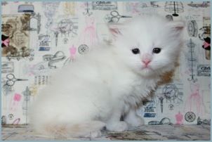 Male Siberian Kitten from Deedlebug Siberians